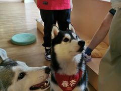 春杏-Husky Go! 哈士奇体验馆·宠物咖啡厅狗咖