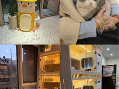 -柚子猫舍·精品猫舍购猫·猫咪认养·购宠·宠物店