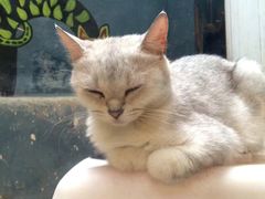 -猫咪博物馆(顶澳仔猫街店)