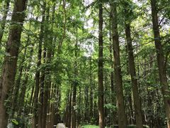 -同里国家湿地公园