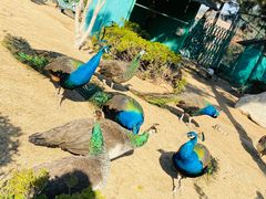 -西霞口神雕山野生动物世界