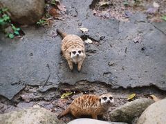 -上海野生动物园