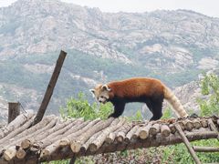 -青岛森林野生动物世界