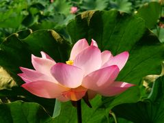 -四川大学(华西校区)