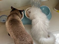 -圣宠动物医院·犬猫专科·影像中心·外科中心