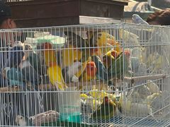 -哈尔滨道外花鸟鱼市场