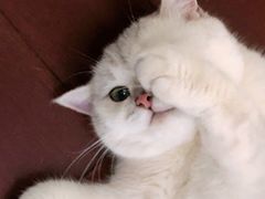 -momokira米努特·德文卷毛猫·棉花面纱犬