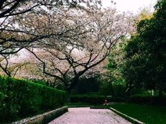 -武汉大学-樱园