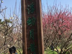 -香雪海