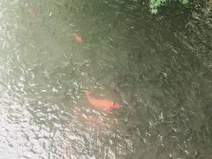 -西湖外事游船(花港观鱼码头)