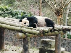 -都江堰中华大熊猫苑