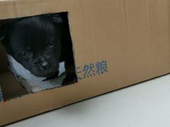 -申普宠物医院·心脏介入·心血管微创(总院)