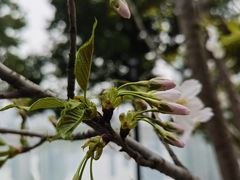 -西北湖绿化广场