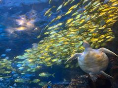 -太平洋海底世界