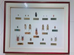 -上海昆虫博物馆