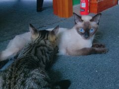 -喵店&猫咖