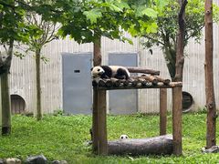 -卧龙中华大熊猫苑神树坪基地