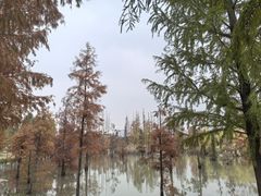 -上海长兴岛郊野公园