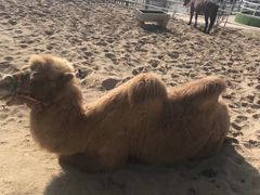 -白鹿原影视城