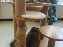 -共舞时光猫咖·狗咖(新街口店)