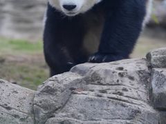 -武汉动物园