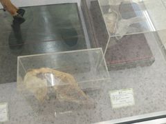 -北京中医药大学-中医药博物馆