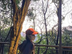 -金鸡山公园