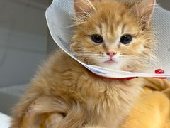 -北京派仕佳德动物医院·超导核磁·CT·神经科·骨科·内外科·急重症管理中心