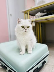 -熙画美上门化妆·化妆课·新娘跟妆(上海体育场店)