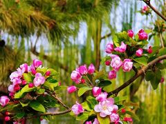-海棠花溪(元大都城垣遗址公园)