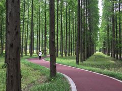 -黄海国家森林公园