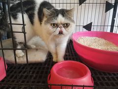 -Cappucimeow猫咪咖啡馆(韦伯时代店)