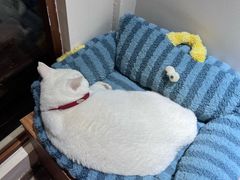 -有猫主题·治愈系猫咖(曾厝垵店)