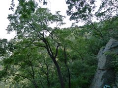 -北京鹫峰国家森林公园