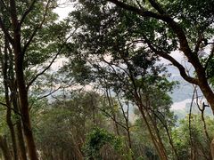 -梧桐山风景名胜区