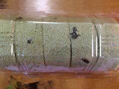 -红宝石·鲜奶小方·海派西点房(丰庄店)