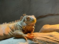 -Zoolung Zoolung动物主题公园(海信广场店)