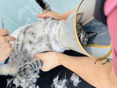 -爱洗澡的猫(望京店)