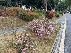 -东莞植物园