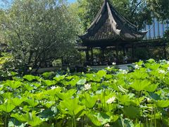 -上海醉白池公园