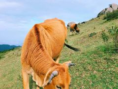 -大姆山草场