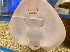 -上海海洋水族馆