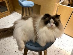 -滚猫咖啡·猫咖·猫友好撸猫(未来城店)