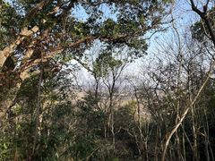 -上海佘山国家森林公园天马山园