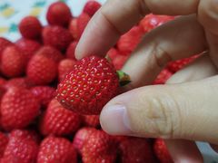 -恒绿农产品草莓采摘园