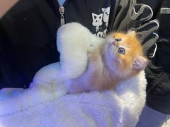 -1013 PET SHOP精品宠物商店(丁香店)