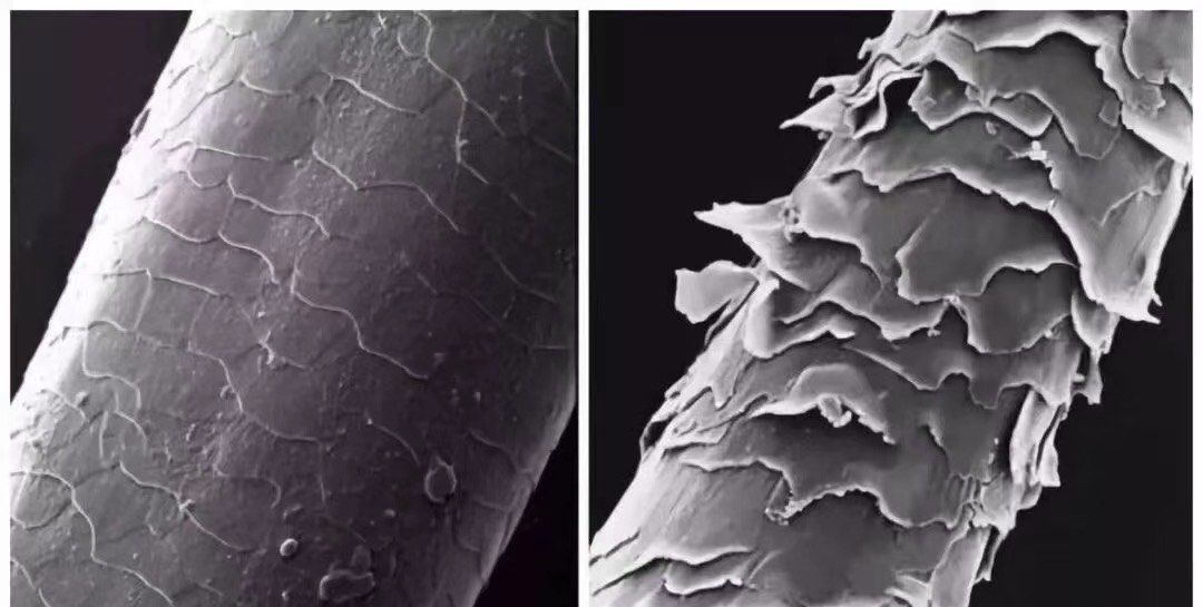 毛鳞片是保护我们头发的重要结构,它们像小