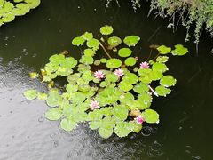 -荷塘月色湿地公园·向阳花洲