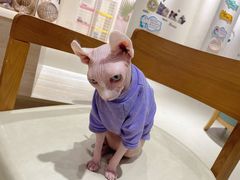 -藏猫猫咖啡主题馆(中央大道店)