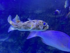 -太平洋海底世界